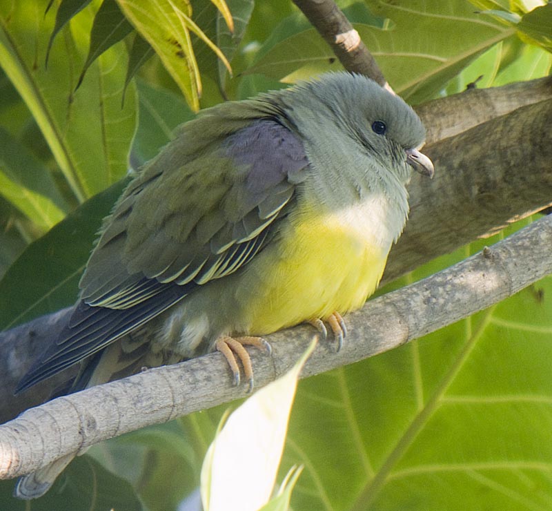 Pretty Bruce’s green pigeon