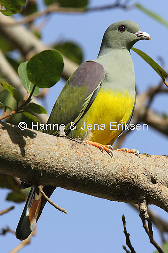 Pretty Bruce’s green pigeon