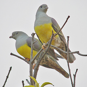 Pretty Bruce’s green pigeon