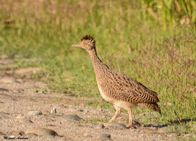 Pretty Brushland tinamou