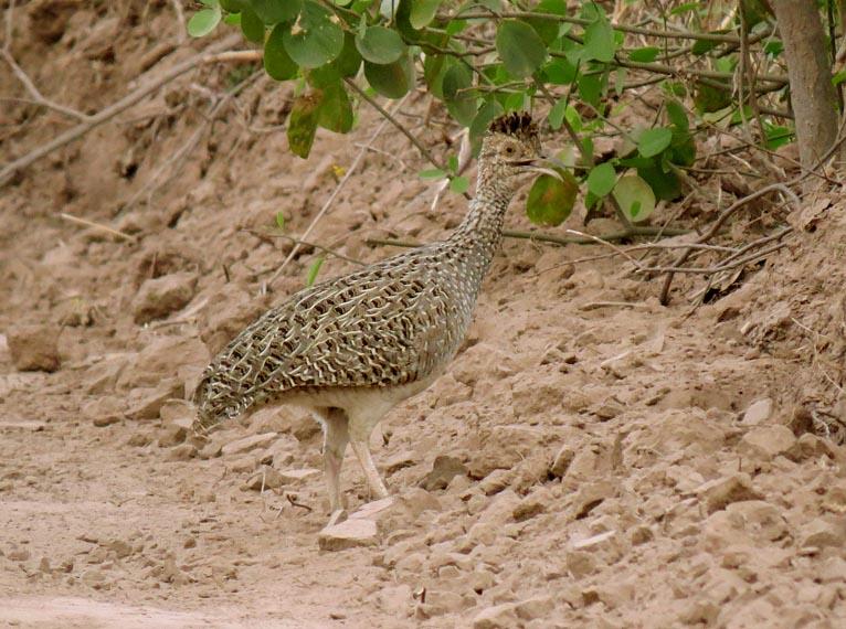 Pretty Brushland tinamou