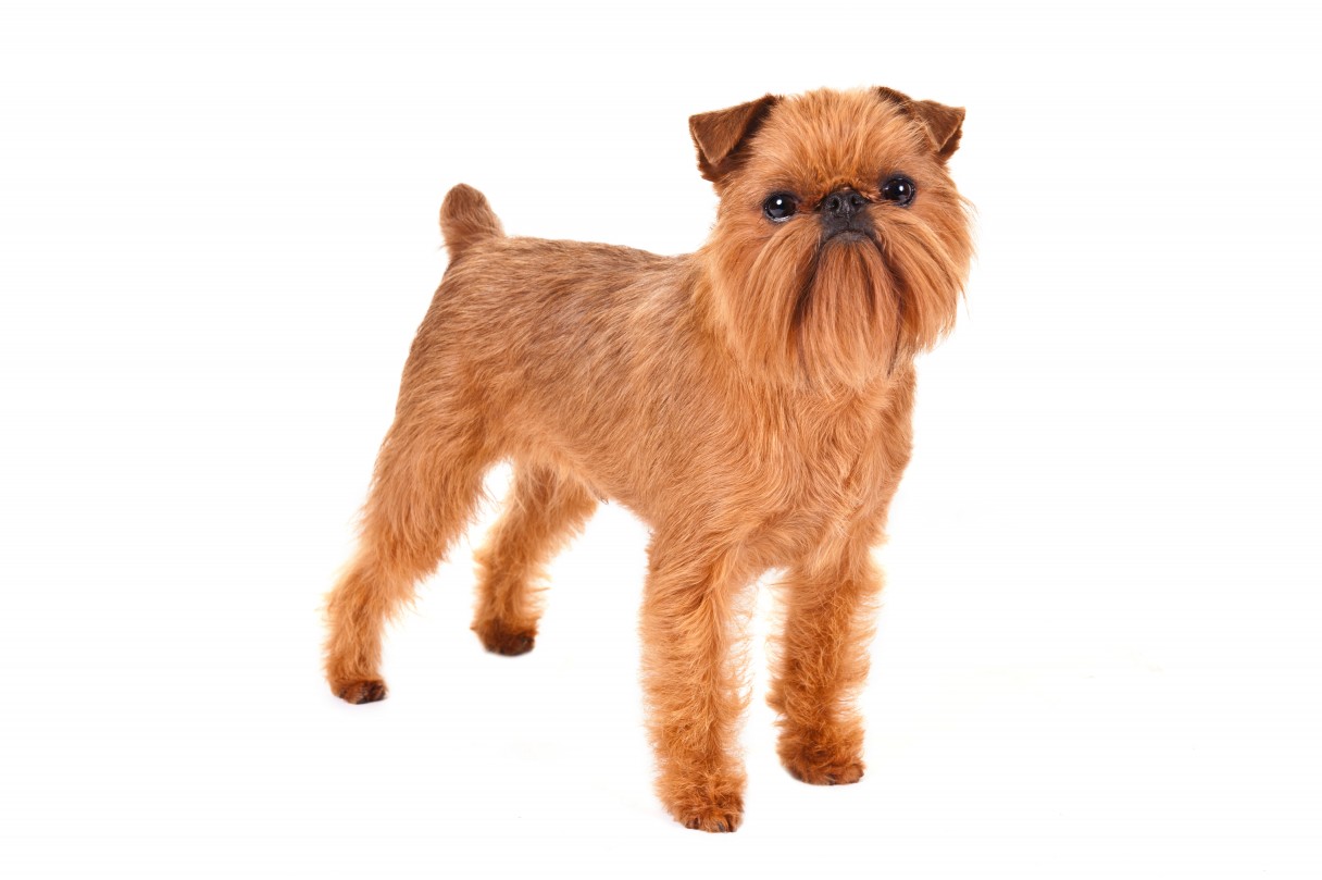 Brussels Griffon - Dog Breed