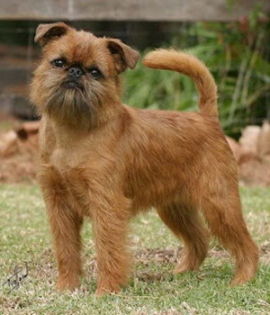 Nice Brussels Griffon - Dog Breed