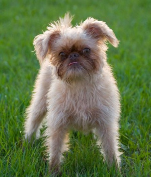 Pretty Brussels Griffon - Dog Breed