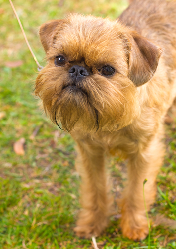 Cute Brussels Griffon - Dog Breed