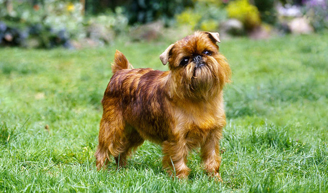 Wallpaper Brussels Griffon - Dog Breed