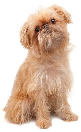 Photo Brussels Griffon - Dog Breed
