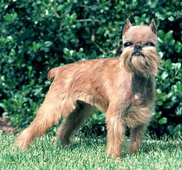Brussels Griffon - Dog Breed photo 
