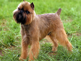 Brussels Griffon - Dog Breed wallpaper