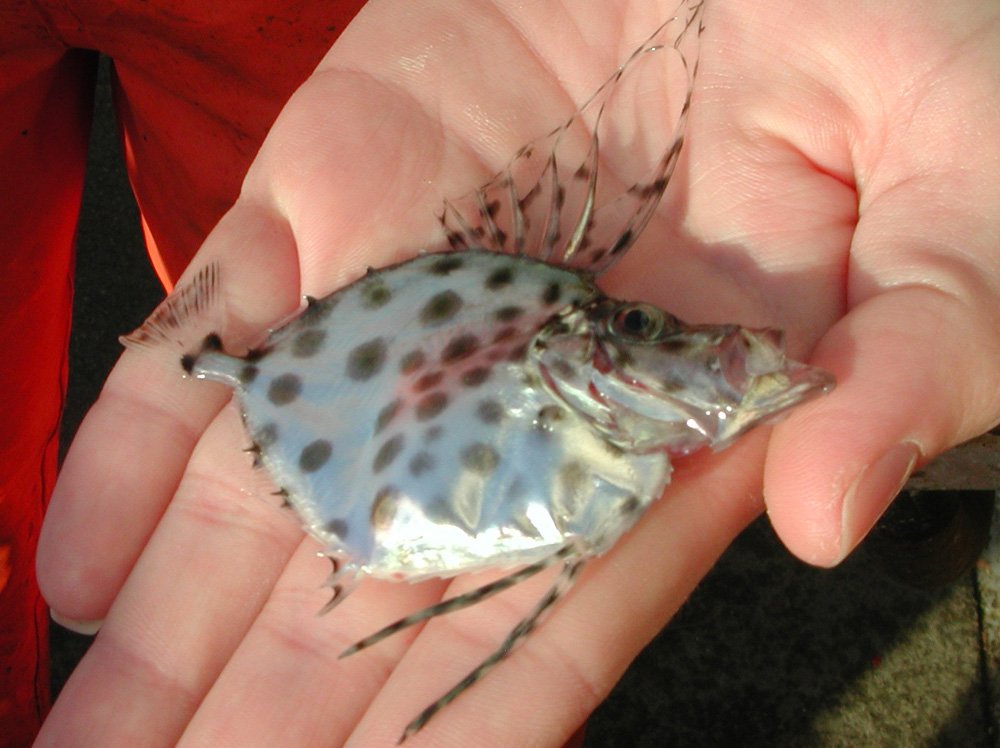 Buckler dory