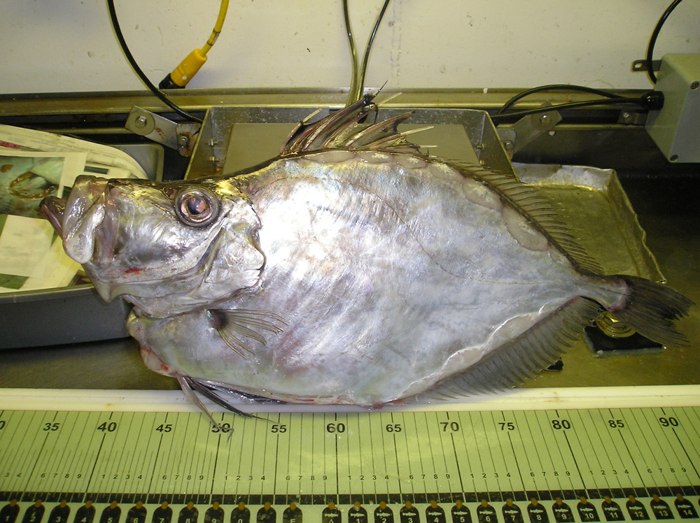 Pretty Buckler dory
