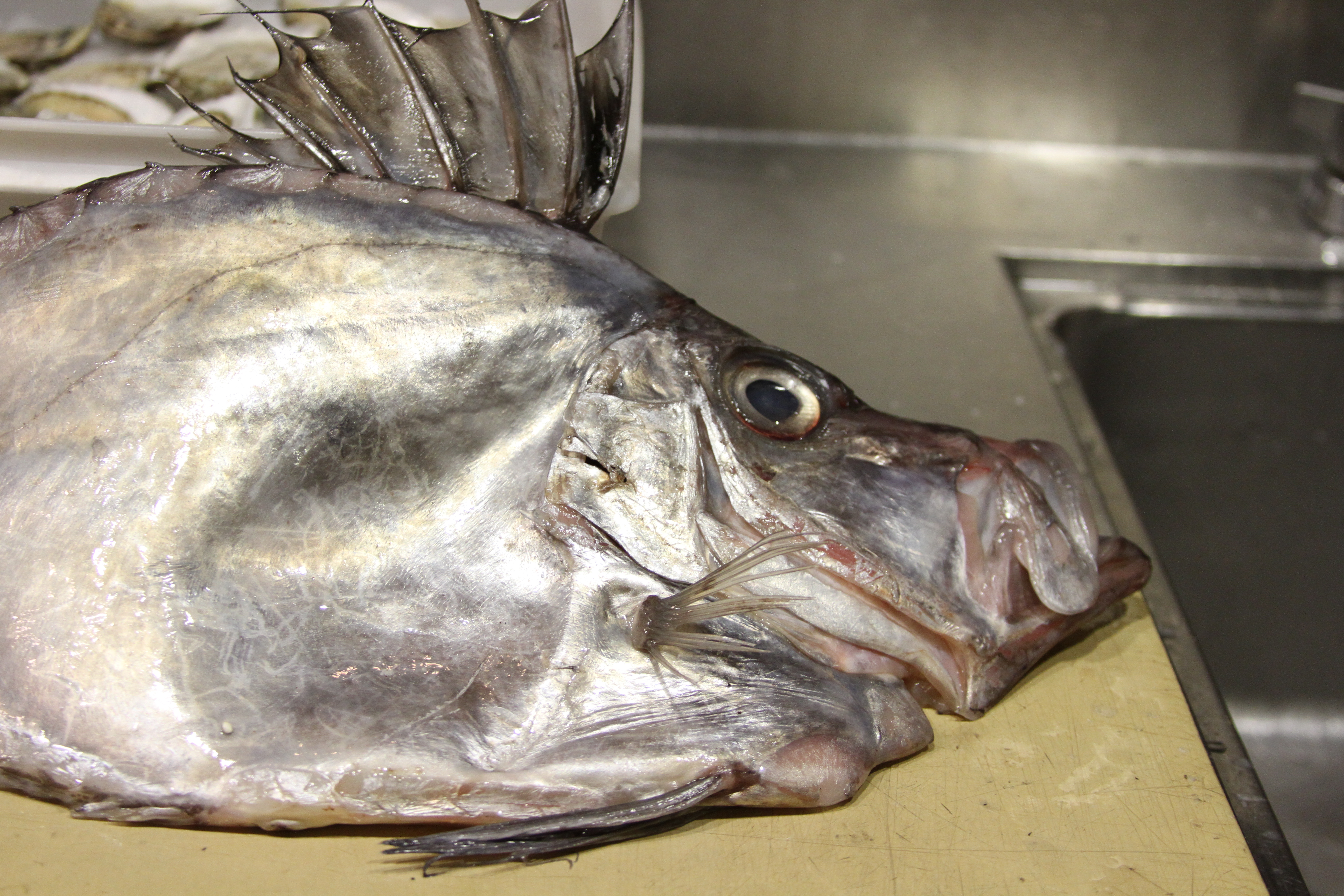 Pretty Buckler dory