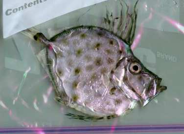Pretty Buckler dory