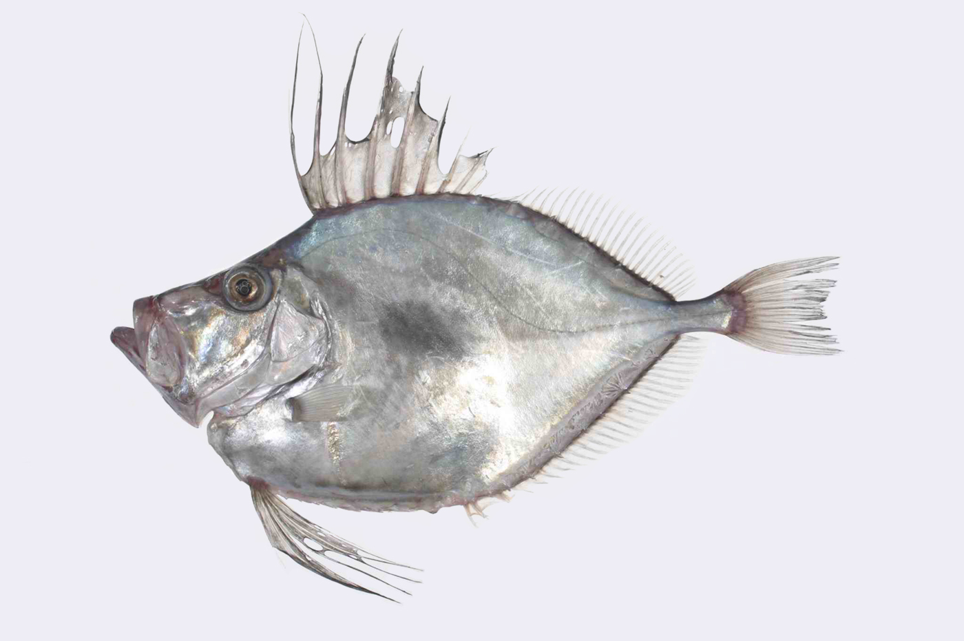 Pretty Buckler dory