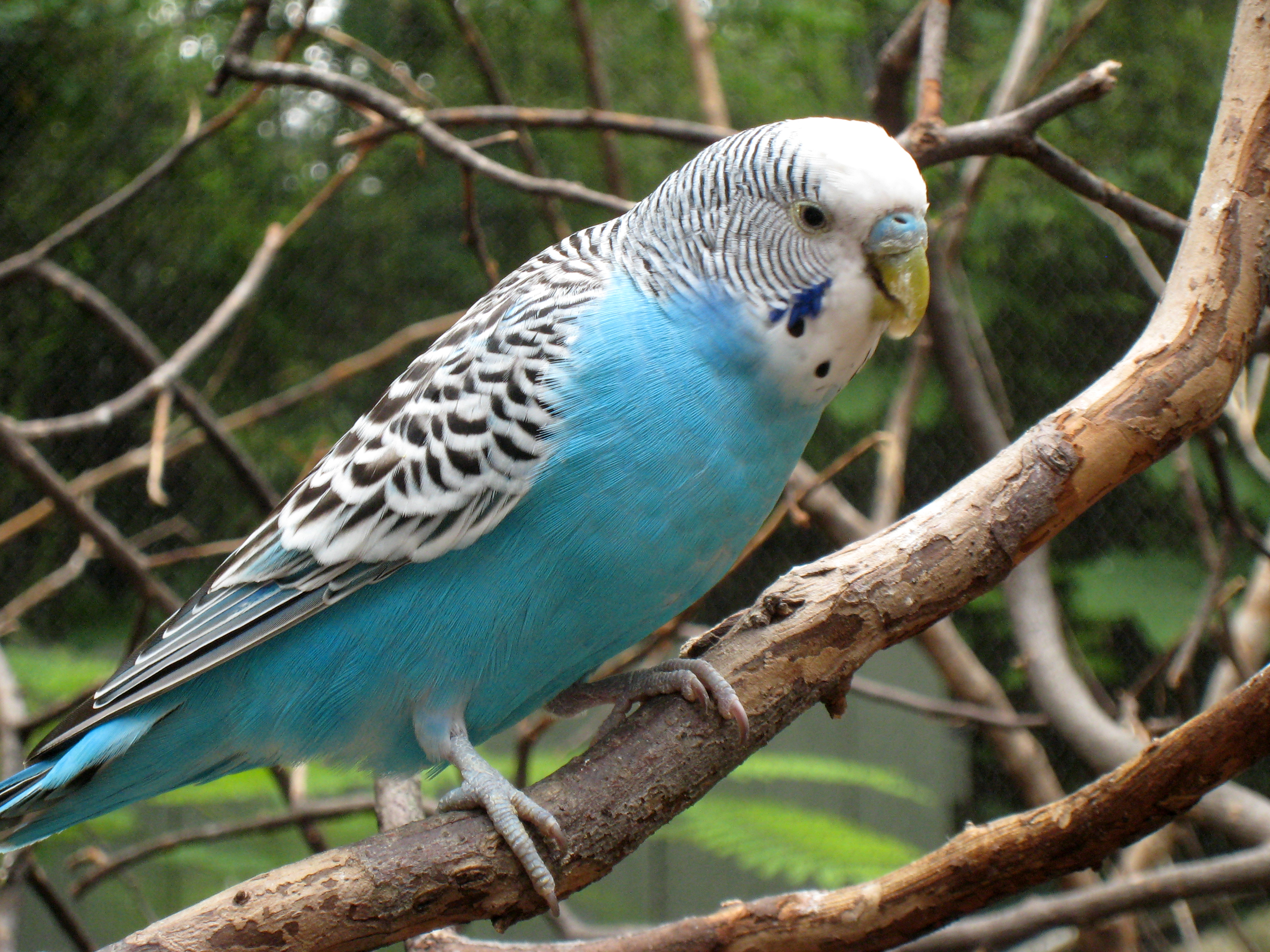 Budgerigar