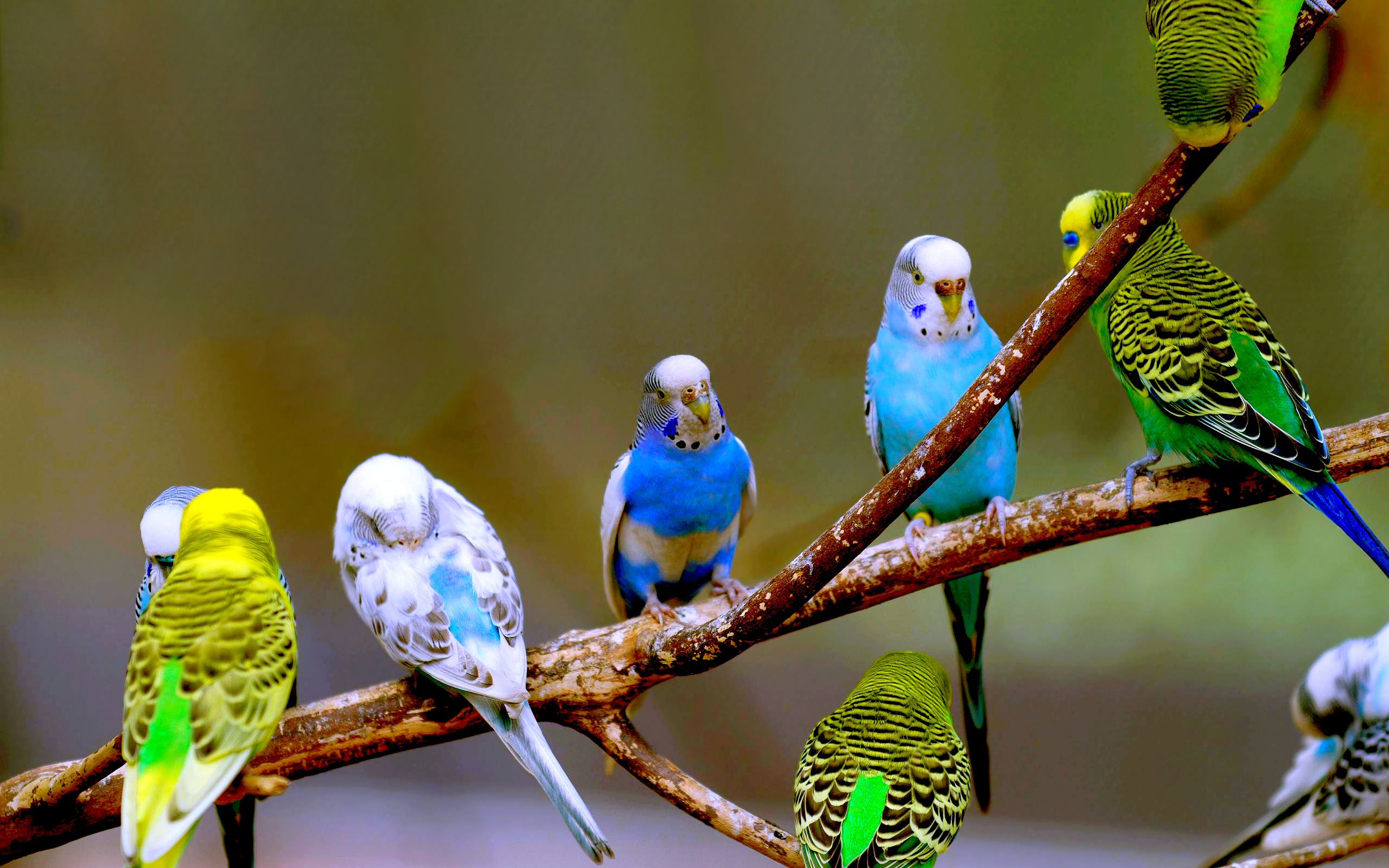 Pretty Budgerigar