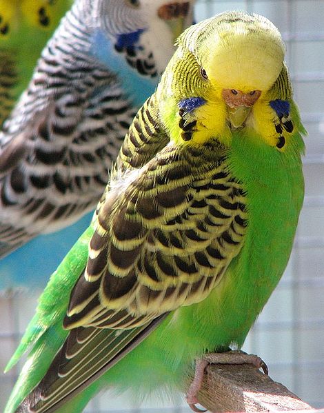 Pretty Budgerigar