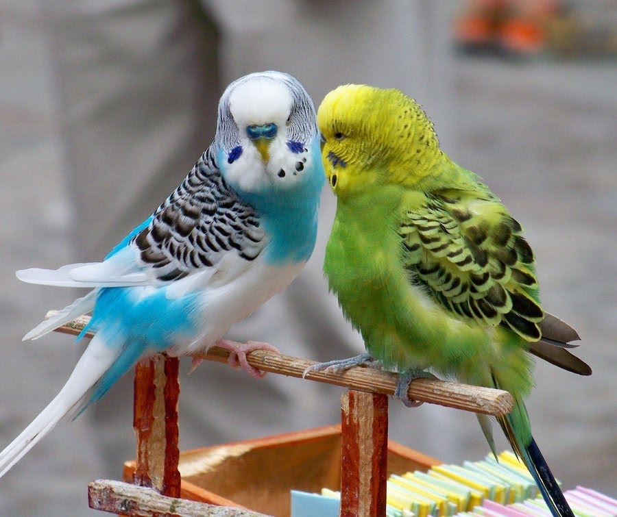 Pretty Budgerigar