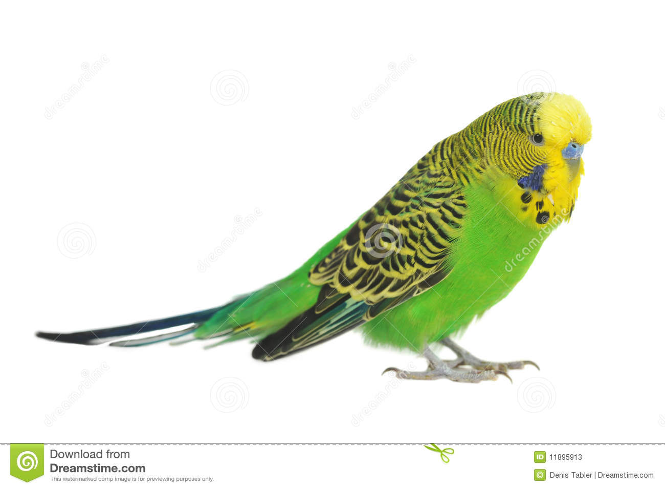 Pretty Budgerigar