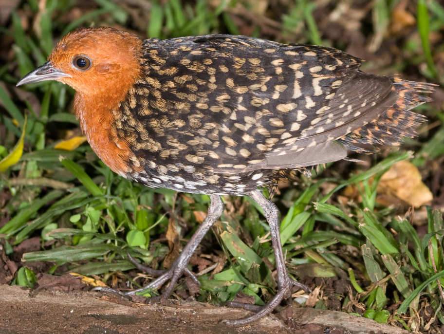 Pretty Buff-spotted flufftail