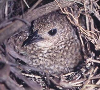 Pretty Buff-spotted flufftail