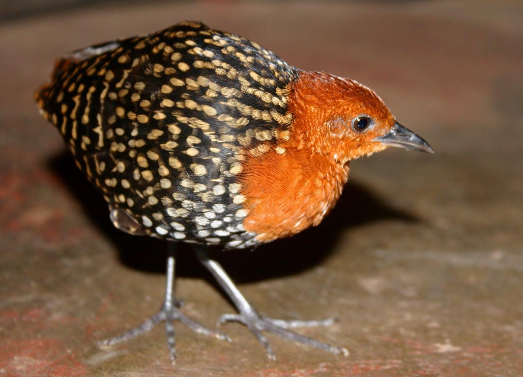 Pretty Buff-spotted flufftail