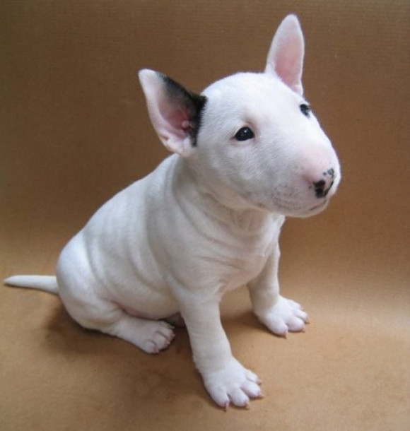 Cool Bull Terrier - Dog Breed