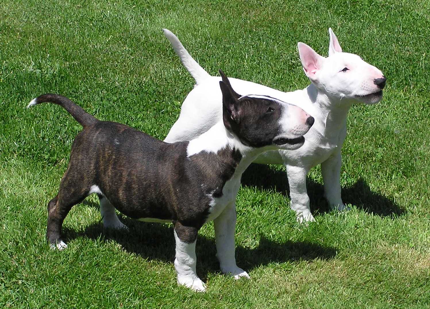 Pretty Bull Terrier - Dog Breed