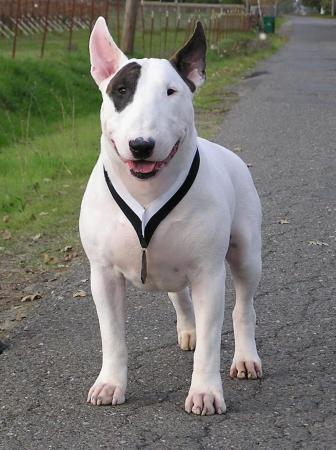 Cute Bull Terrier - Dog Breed