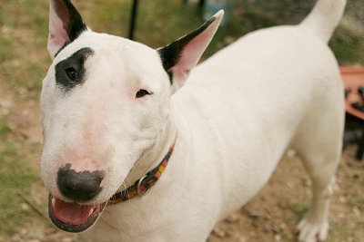 Wallpaper Bull Terrier - Dog Breed