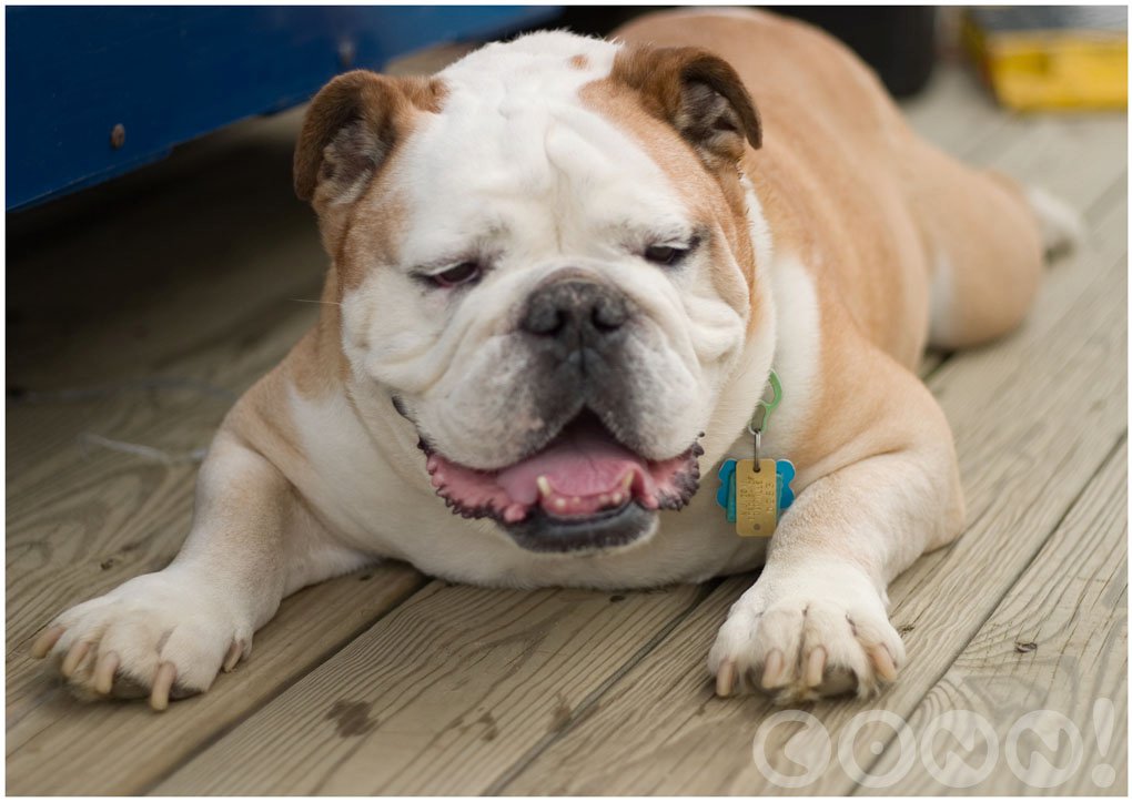 Bulldog - Dog Breed
