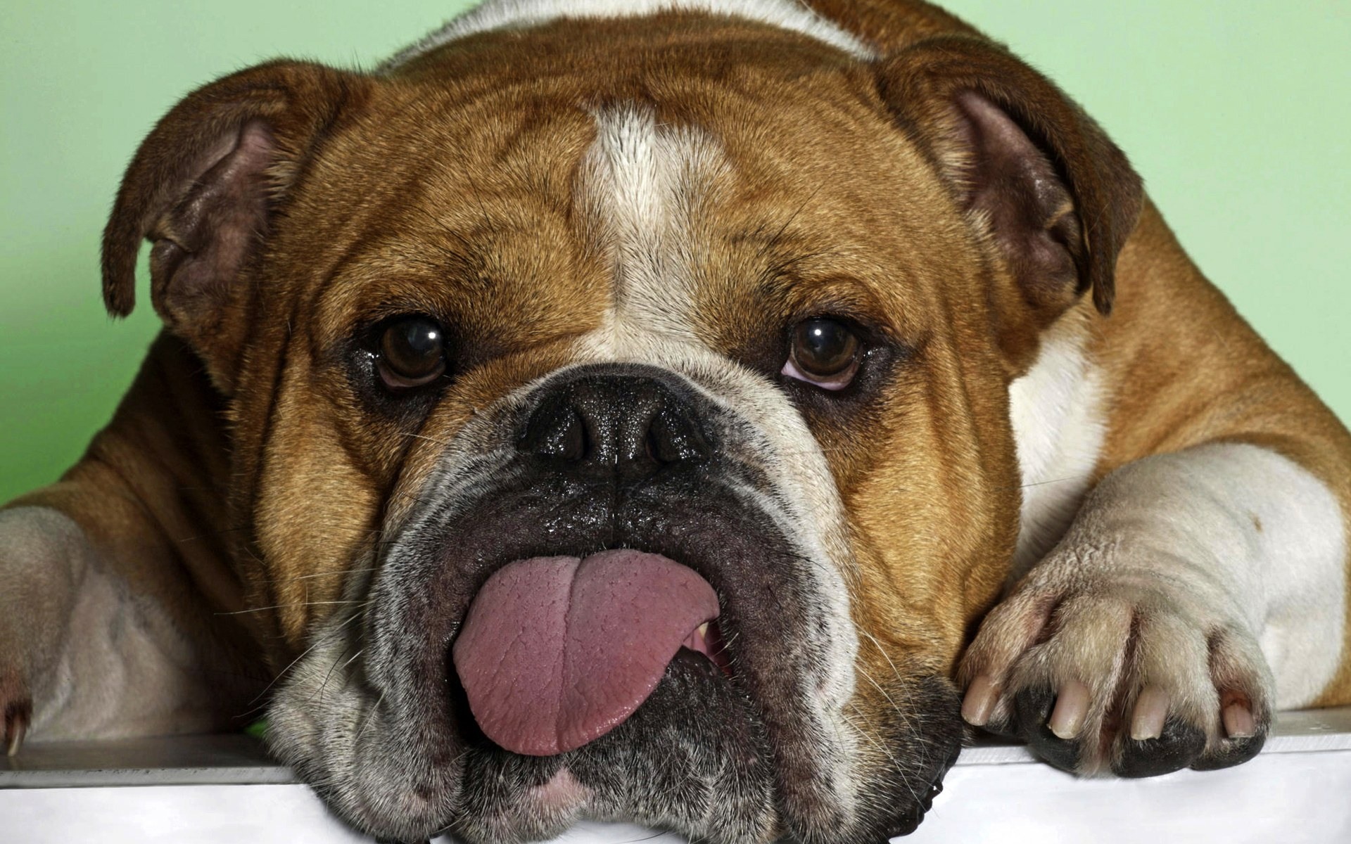 Nice Bulldog - Dog Breed