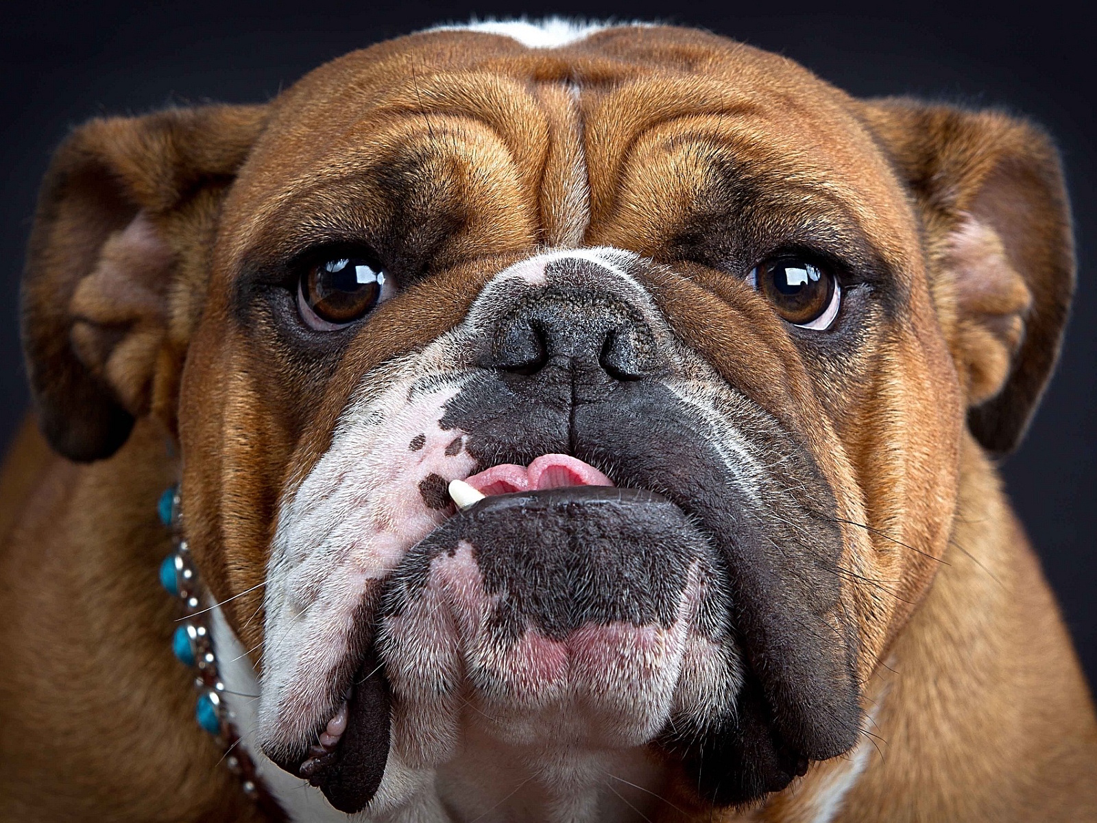 Cool Bulldog - Dog Breed