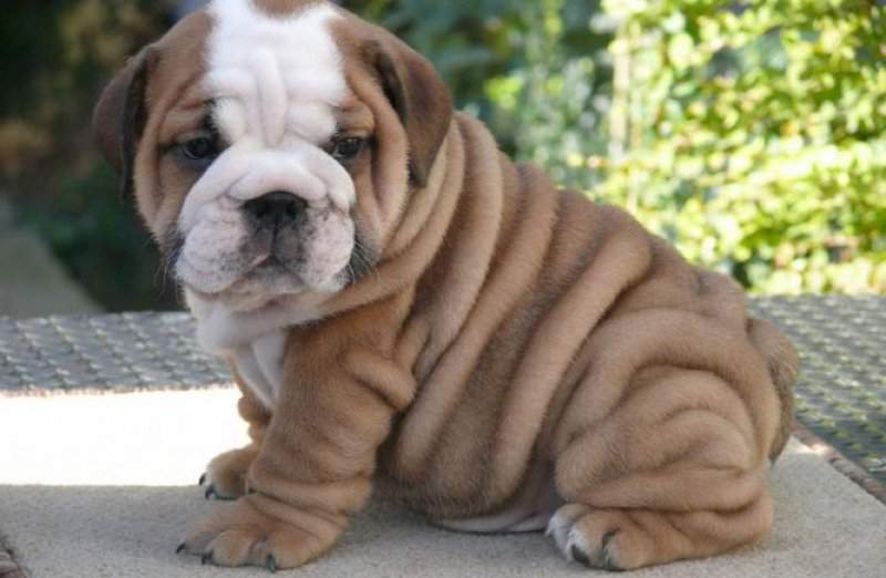 Wallpaper Bulldog - Dog Breed