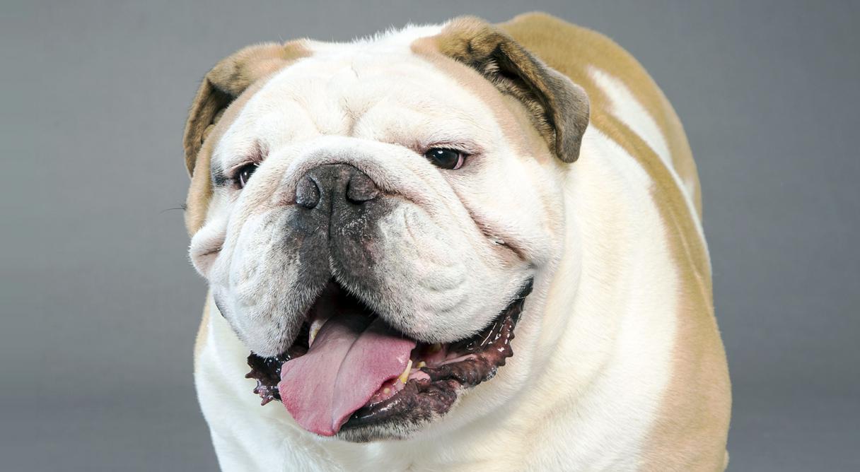 Photo Bulldog - Dog Breed