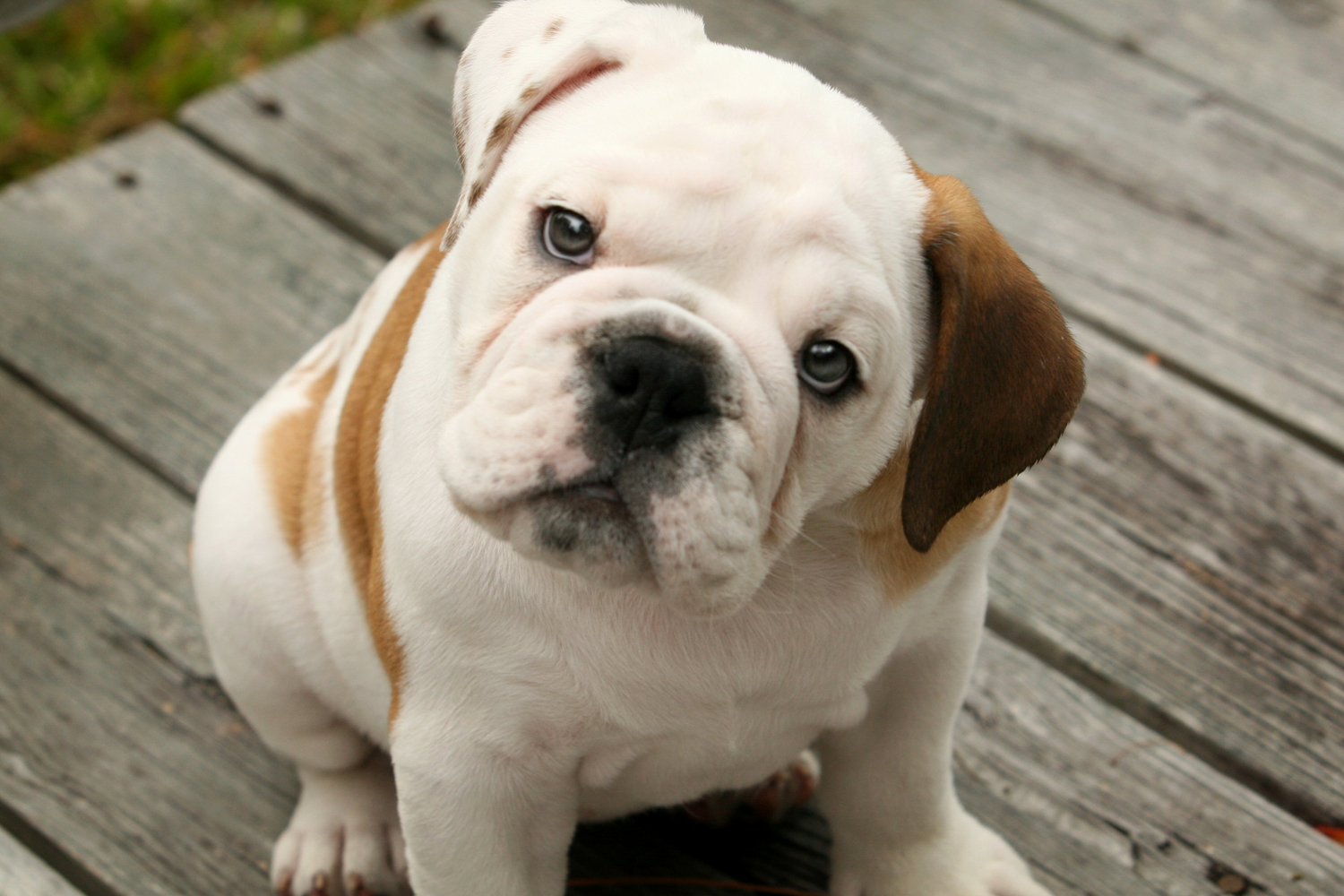 Bulldog - Dog Breed photo 