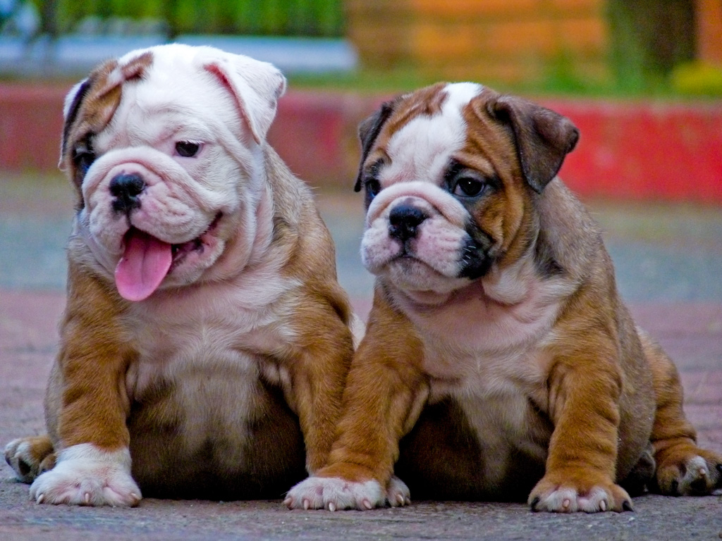 Bulldog - Dog Breed wallpaper