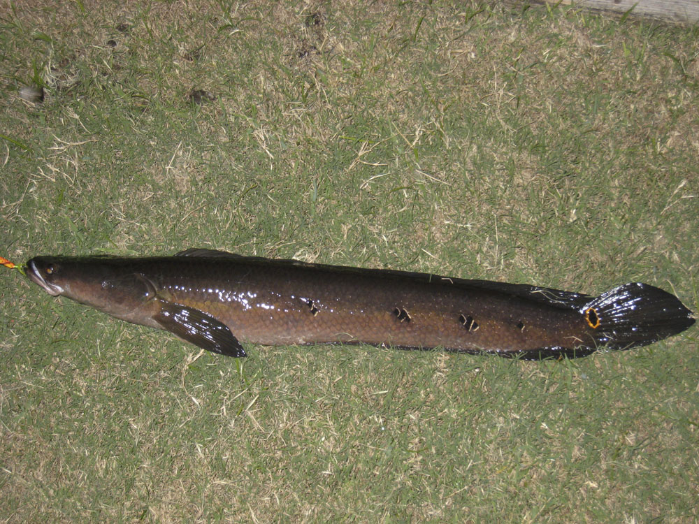 Bullseye snakehead