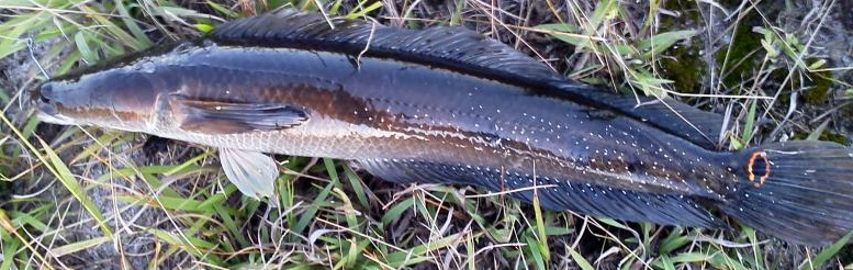 Pretty Bullseye snakehead