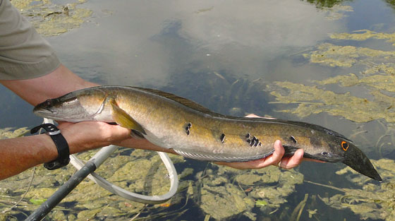 Pretty Bullseye snakehead
