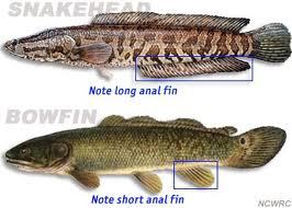 Pretty Bullseye snakehead