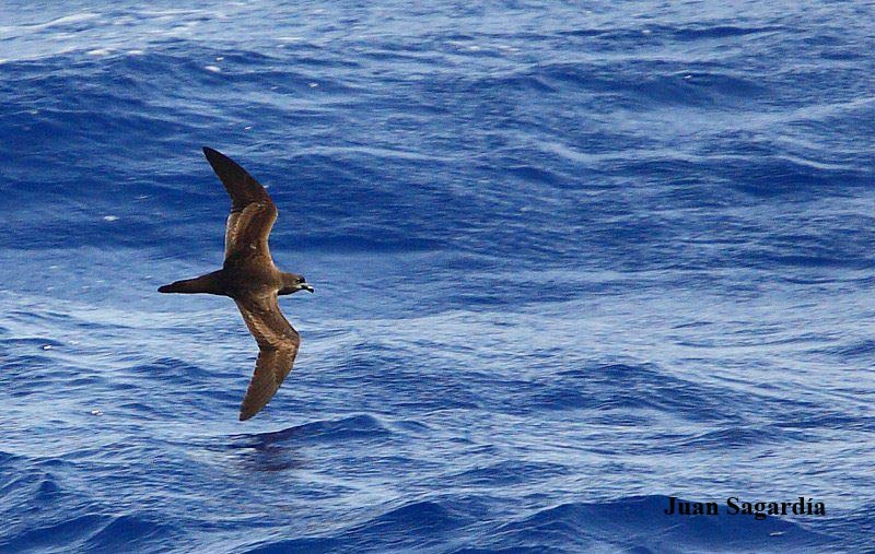 Bulwer’s petrel