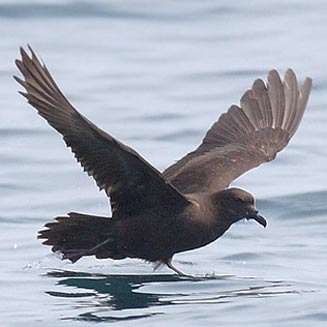 Pretty Bulwer’s petrel