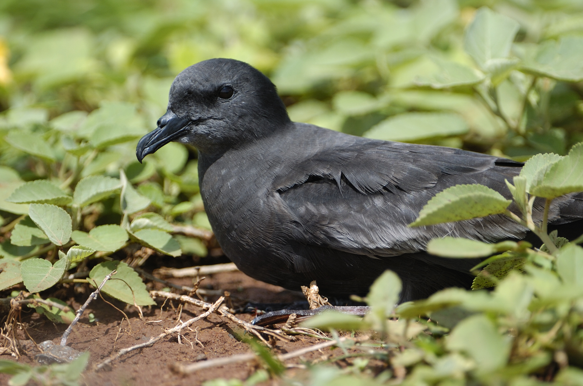 Pretty Bulwer’s petrel