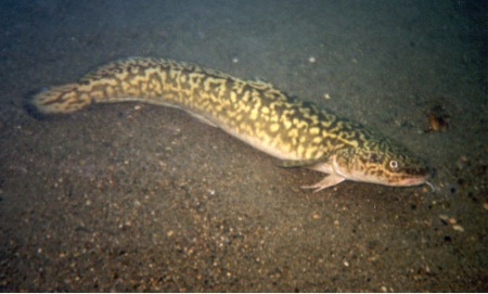 Burbot