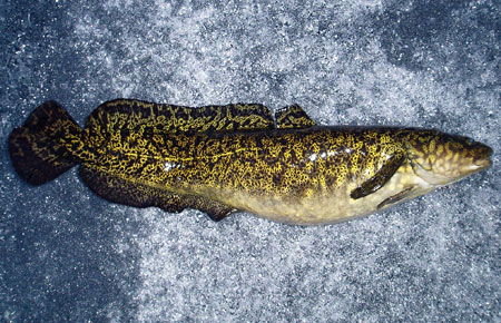 Pretty Burbot