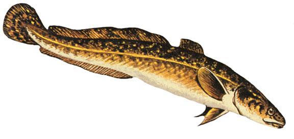Pretty Burbot