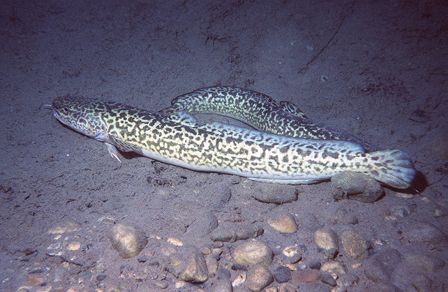 Pretty Burbot