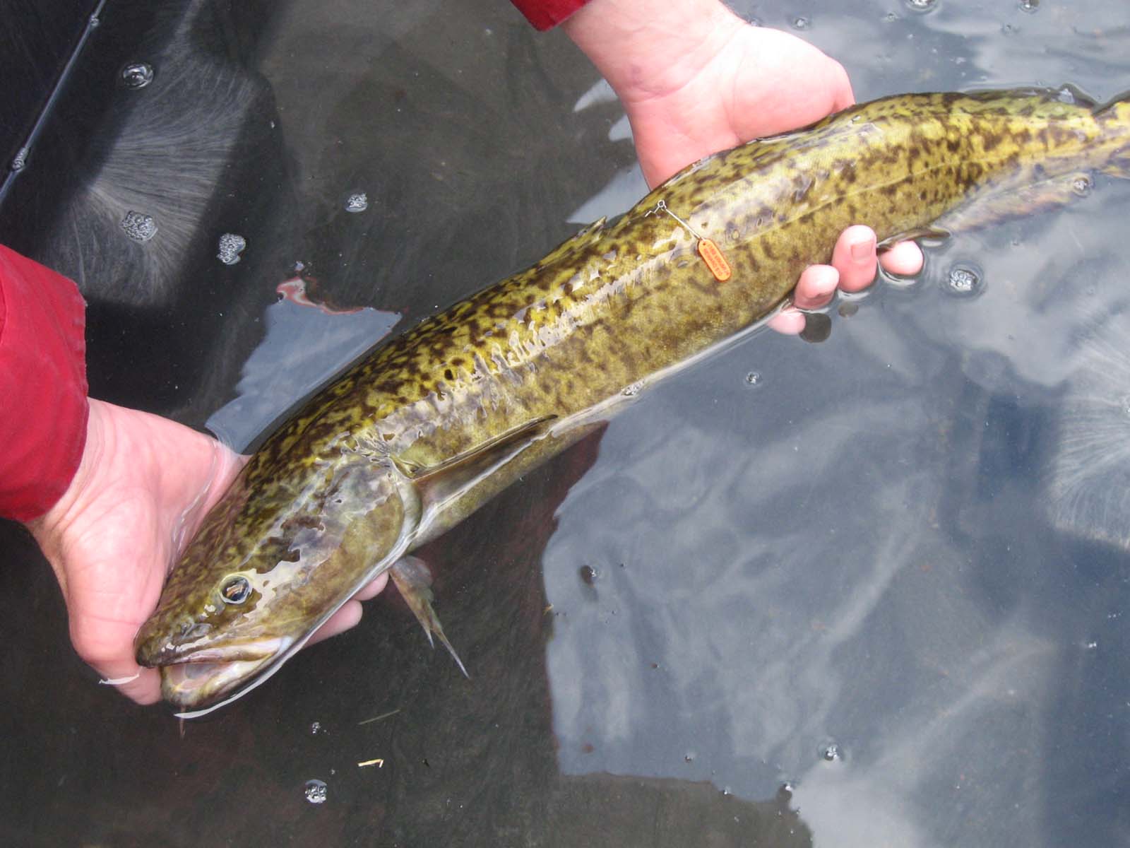 Pretty Burbot