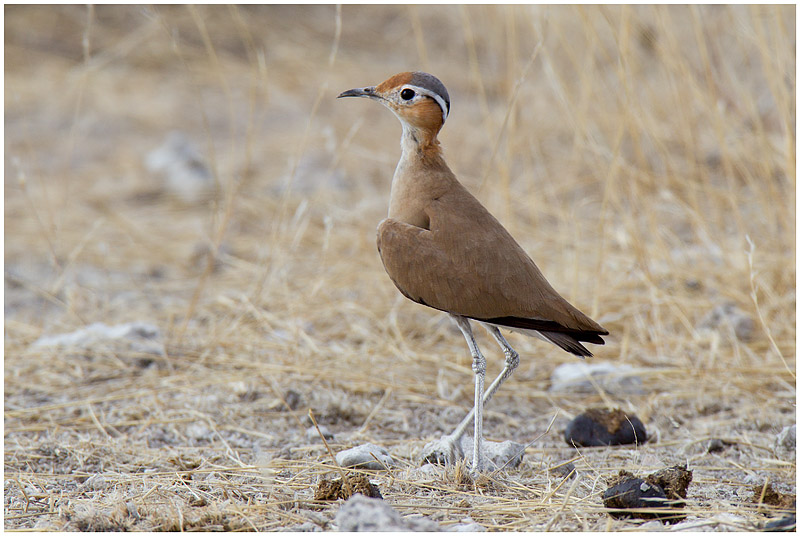 Burchell’s courser